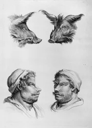 Ähnlichkeiten zwischen dem Kopf eines Ebers und eines Mannes, aus 