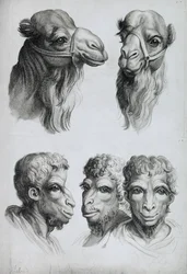Ähnlichkeiten zwischen dem Kopf eines Kamels und dem eines Mannes, aus „Livre de portraiture pour ceux qui commencent à dessiner“ von Le Brun