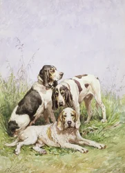 Eine Gruppe französischer Hunde