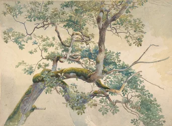 Baumzweige, 1852-1908