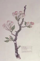 Apfel, Walberswick, 1915