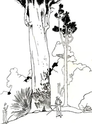 Ein Kauri-Baum, 1912