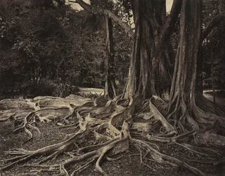 Gummibaum, Assam, Indien Ficus Elastica, ca. 1880er Jahre