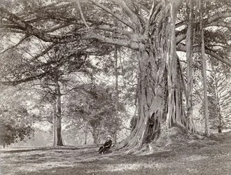 Ein Herr sitzt unter einem großen einheimischen Baum in Britisch-Ceylon, heute Sri Lanka, 1880er Jahre
