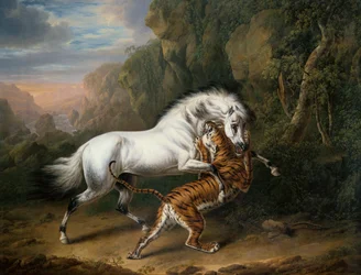 Ein Tiger greift einen arabischen Hengst an
