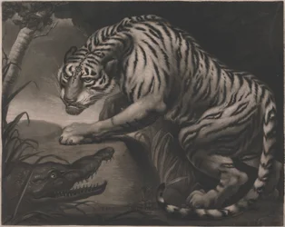 Tiger und Krokodil