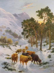 Hochlandrinder in einer Winterlandschaft