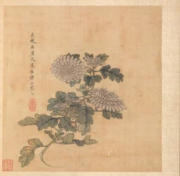 Chrysantheme
