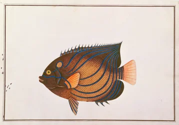 Blue-ringed Angelfish, aus Zeichnungen von Fischen aus Malakka, ca. 1805-18