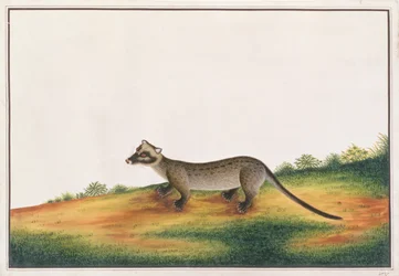 Gewöhnliche Palmenzibetkatze, aus Zeichnungen von Tieren, Insekten und Reptilien aus Malakka, ca. 1805-18