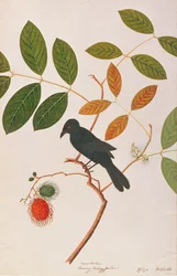 Krähenbülldrongo, aus Zeichnungen von Vögeln aus Malakka, ca. 1805-18