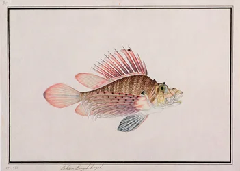 Eekan Linqah Singah, aus Zeichnungen von Fischen aus Malakka, ca. 1805-18