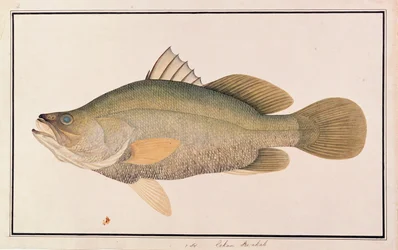 Giant Sea Perch, aus Zeichnungen von Fischen aus Malakka, ca. 1805-18