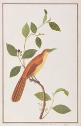 Raffles-Malkoha, aus Zeichnungen von Vögeln aus Malakka, ca. 1805-18