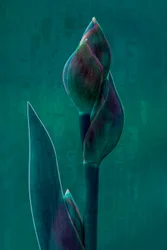 Stimmungsvolle Botanische Blüte
