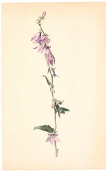 Glockenblume