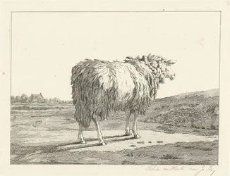 Schaf in einer Landschaft