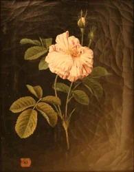 Studie eines gestreiften Rosenstiels