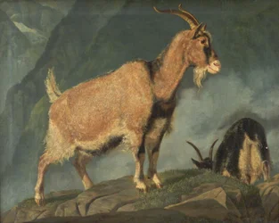 Ziegen in den Alpen