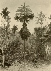 Talipot-Palme nach der Blüte, Ceylon, 1898