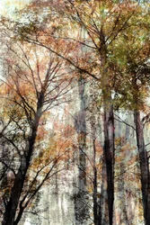 Herbstwaldlicht