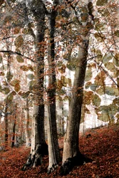 Herbstliche Waldszene