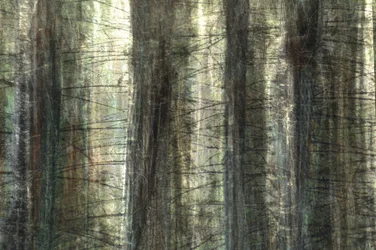 Verschwommenes Waldlicht