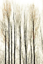 Verschwommene Waldlinien
