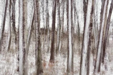 Verschwommene Winterbäume