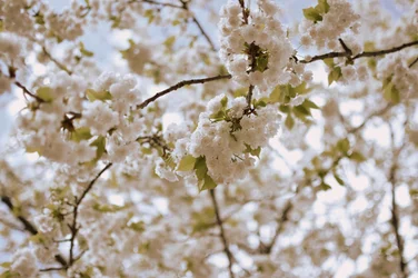 Zarte Frühlingsblüten