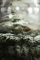 Träumerische Waldfarne