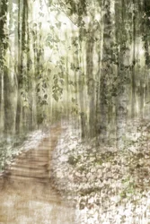 Träumiger Waldweg
