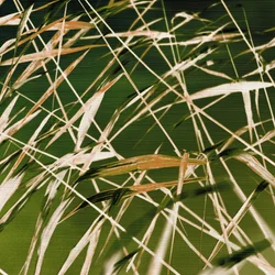 Dynamische Schönheit der Natur