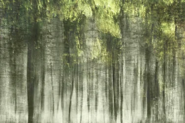 Ätherisches Waldlicht
