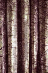 Ätherisches Waldlicht