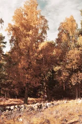 Goldener Herbstwald