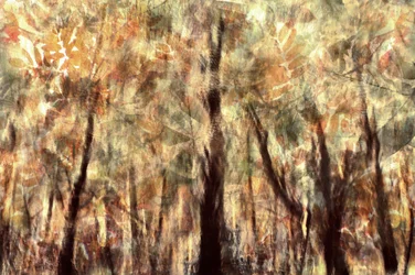 Goldener Herbstwald