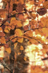 Goldene Herbstblätter