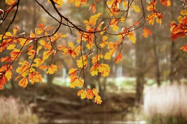 Goldene Herbst-Eichenblätter
