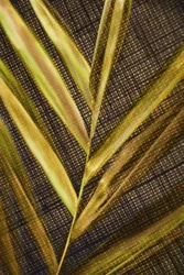Goldene Grüne Wedel