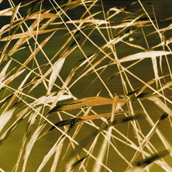 Goldene Schilfrohre Wiegen