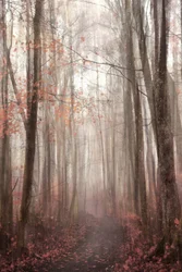 Nebliger Herbstwaldweg