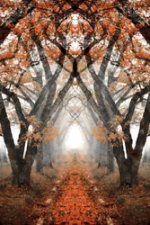 Nebliger Herbstpfad