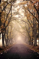 Neblige Herbststraße
