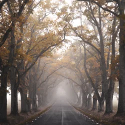 Neblige Herbststraße
