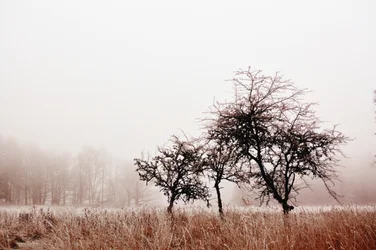 Neblige Winterbäume