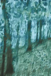 Weicher blau-grüner Wald