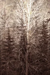 Winterwaldlicht