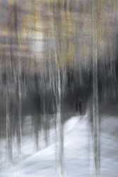 Winterwaldspaziergang
