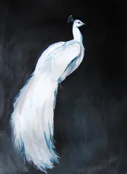 Eleganter weißer Pfau